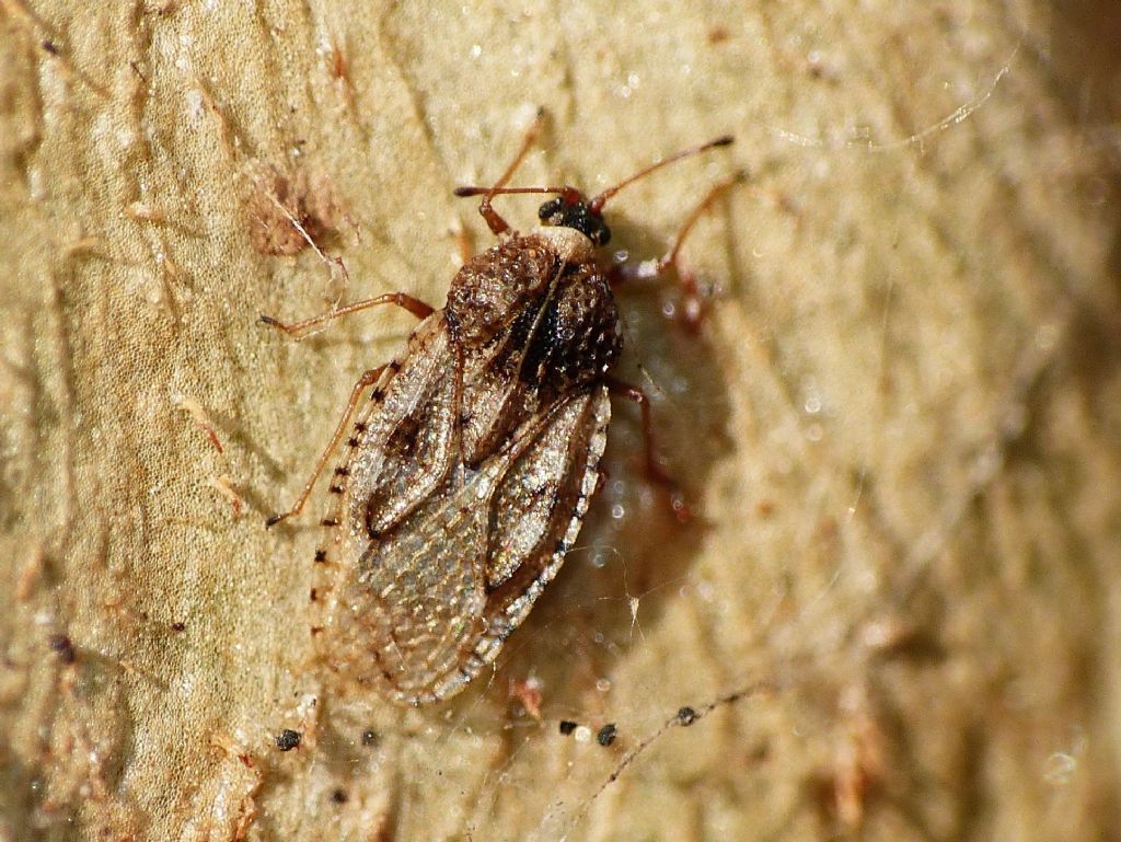 Tingidae: Dictyla echi?   No, Dictyla nassata